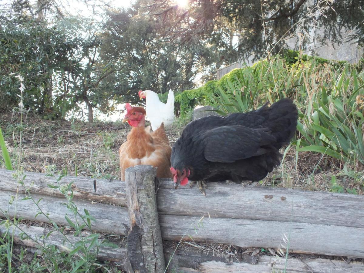 Agriturismo La Villetta San Lorenzo Nuovo 外观 照片