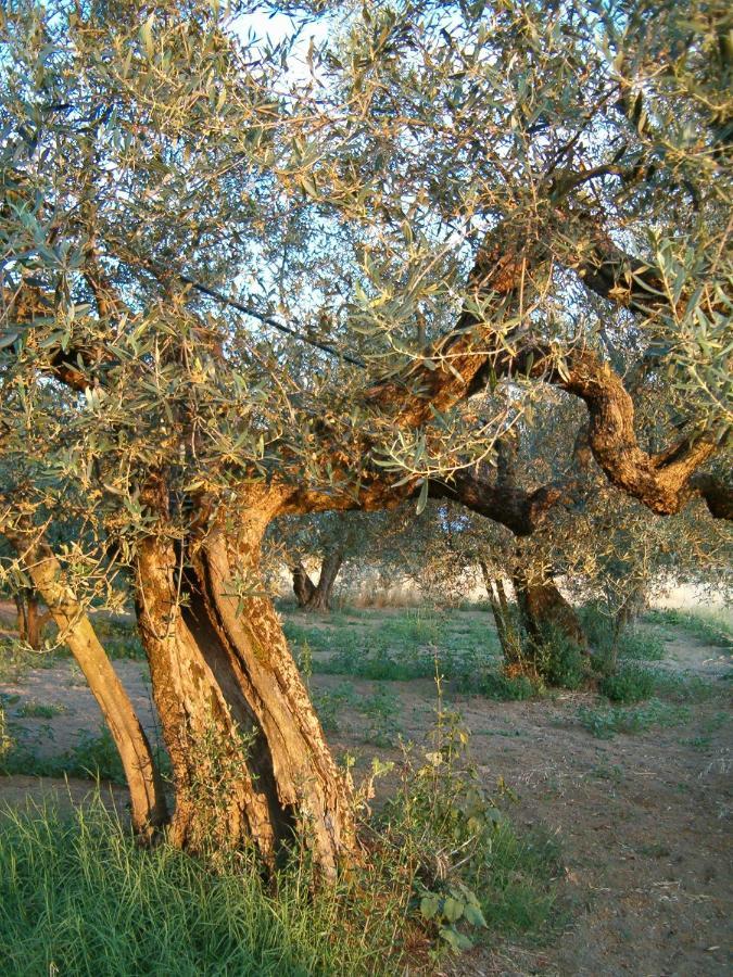 Agriturismo La Villetta San Lorenzo Nuovo 外观 照片